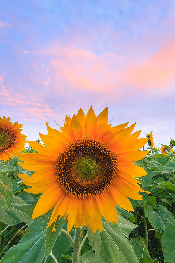 Sunflower Sunrise Photograph by Bryan Bzdula