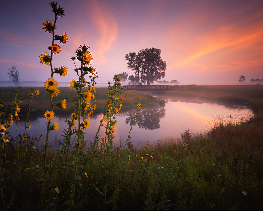 Sunflower Sunrise Photograph by Ray Mathis