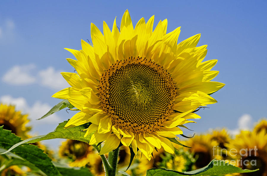 Sunflower Sunscape Photograph by Paul Mashburn