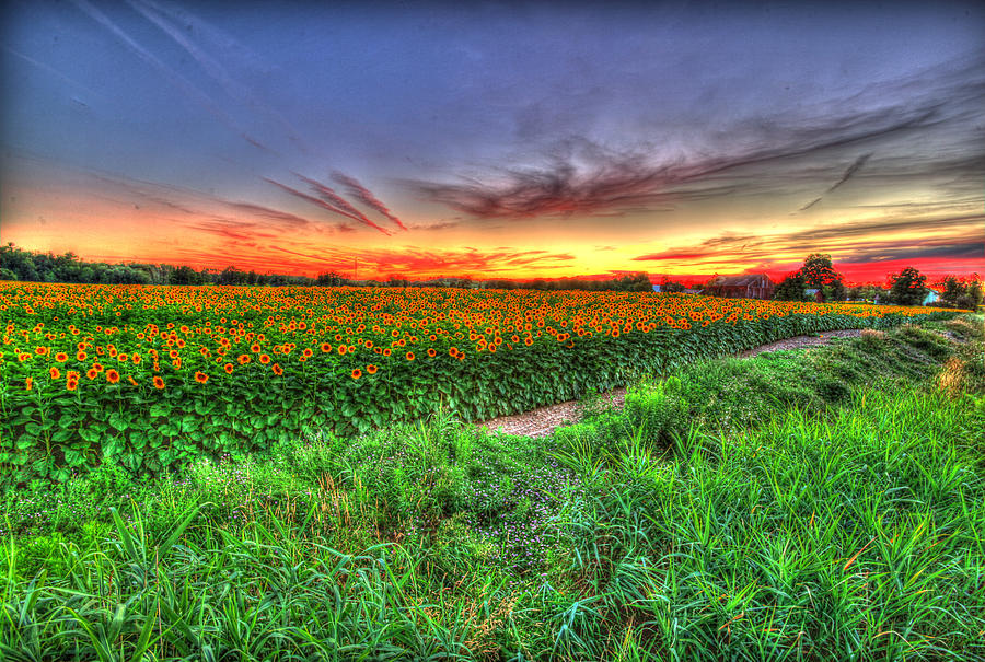 Sunflower Sunset 2 Photograph By Dan Copeland Pixels 5877