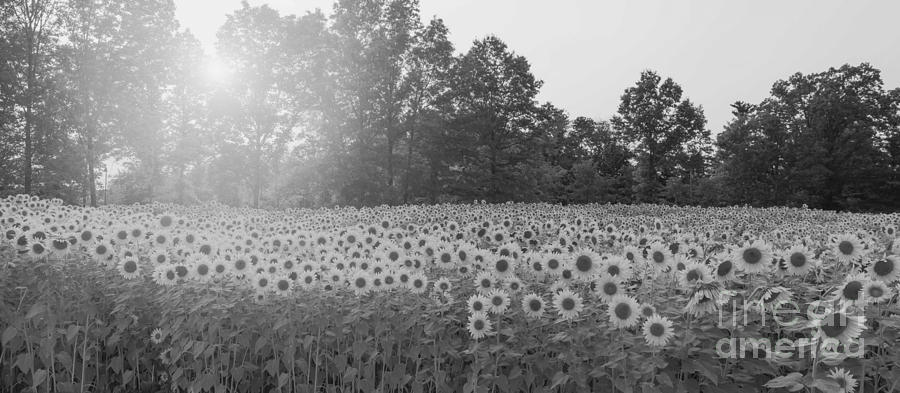 Sunflower Sunset bw Photograph by Michael Ver Sprill