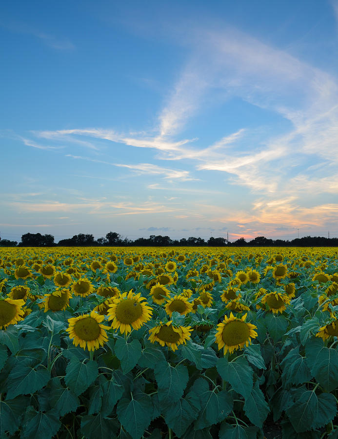 Sunflower Sunset Photograph By Chris Long Pixels 7083