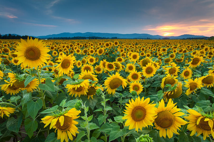 Sunflower Sunset Photograph by Craig Smith - Fine Art America