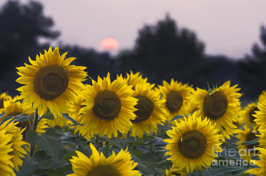 Sunflower Photograph - Sunflower Sunset - D008554 by Daniel Dempster