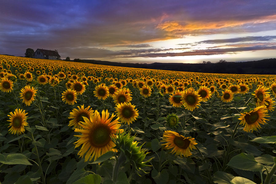 Sunflower Sunset Photograph by Debra and Dave Vanderlaan