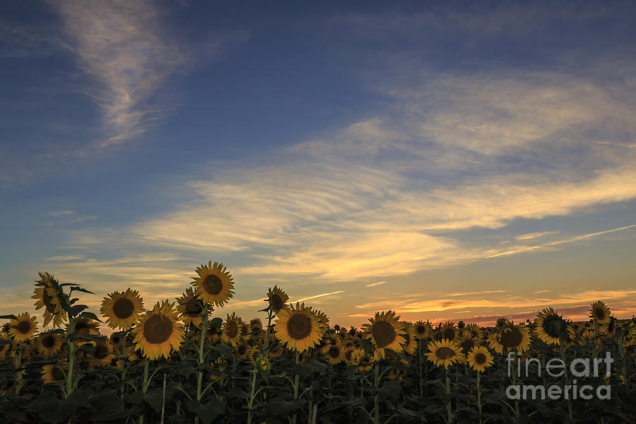 Sunflower Sunset Photograph by Dennis Hedberg