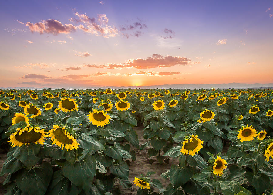 Sunflower Photograph - Sunflower Sunset by Kari Espeland