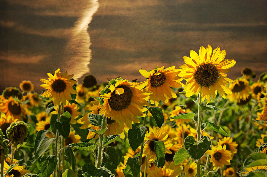 Sunflower Sunset Mixed Media