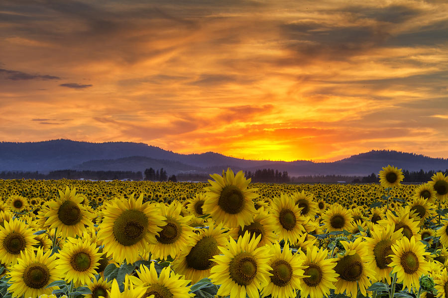 Sunflower Sunset Photograph by Mark Kiver