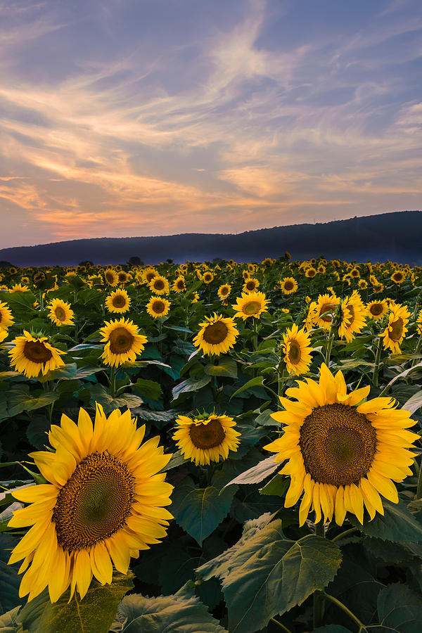 Sunflower Sunset Photograph by Mark Rogers