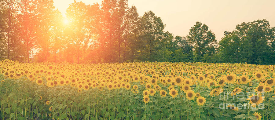 Sunflower Sunset Photograph by Michael Ver Sprill