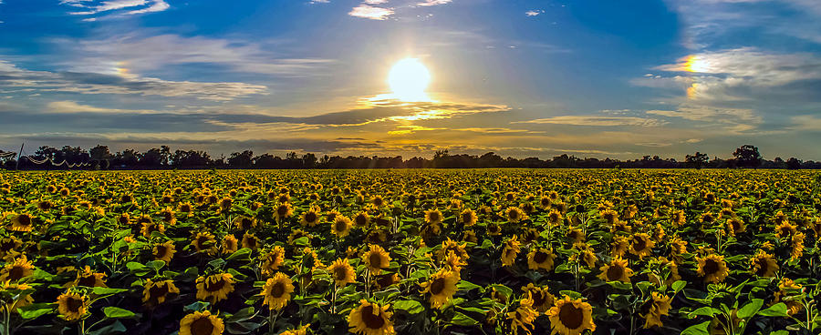 Sunflower Sunset Photograph by Mike Ronnebeck