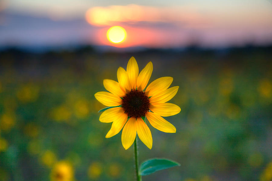 Sunflower Photograph - Sunflower Sunset by Peter Tellone