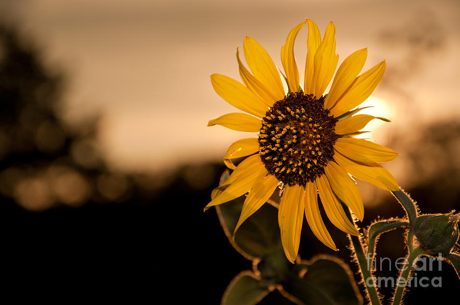 Sunflower Sunset Photograph by Sari ONeal