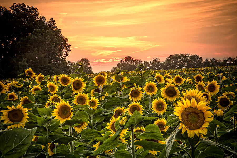 Sunflower Sunset Photograph by Steven Bateson