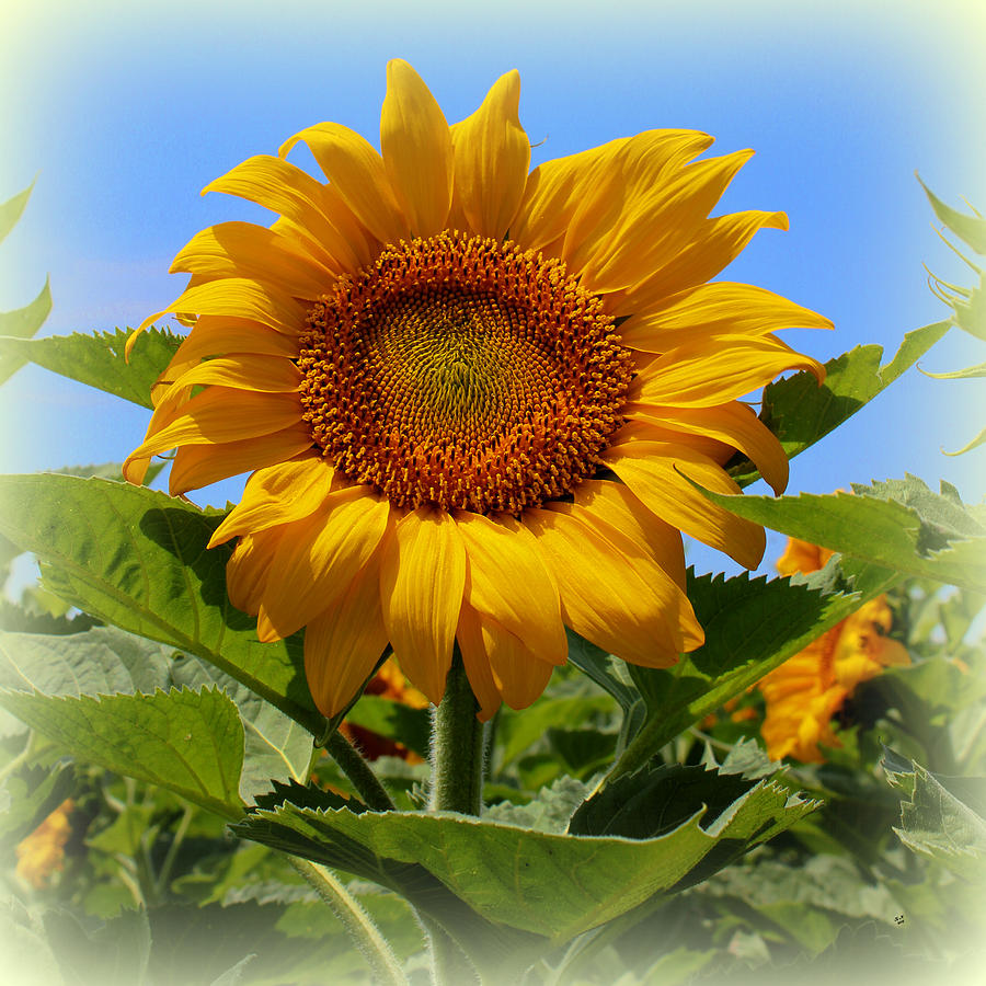 Sunflower Photograph - Sunflower Sunshine by Betty Northcutt