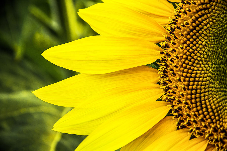 Sunflower Sunshine Photograph by Steven Bateson