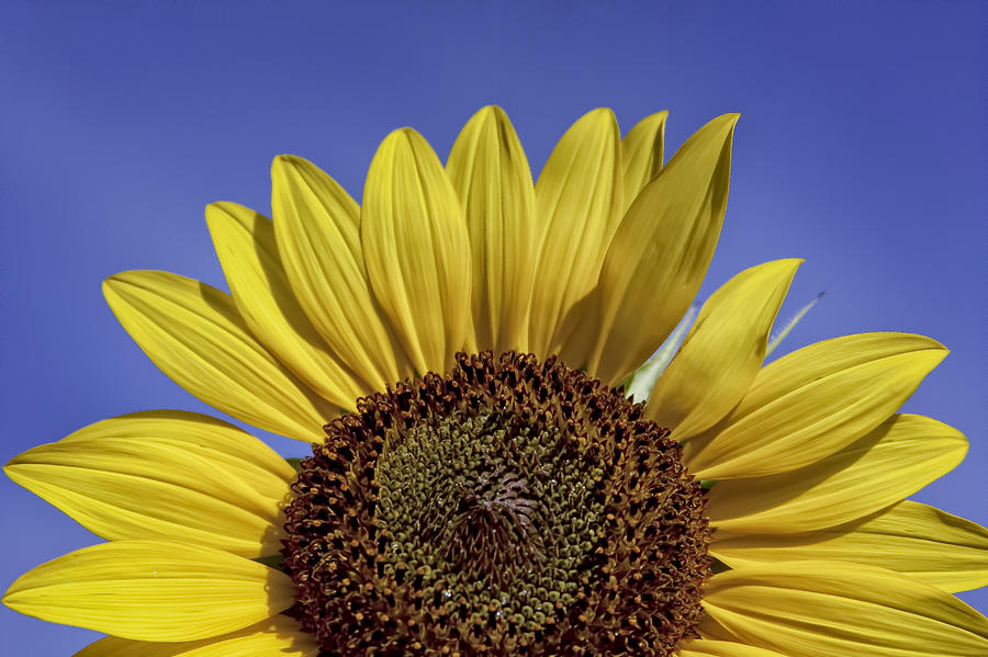 Sunflower Sunshine Photograph by Teri Virbickis