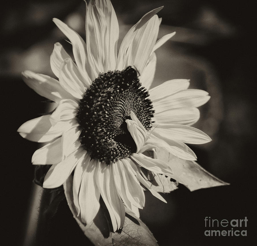 Sunflower Suprise Photograph by Wilma  Birdwell