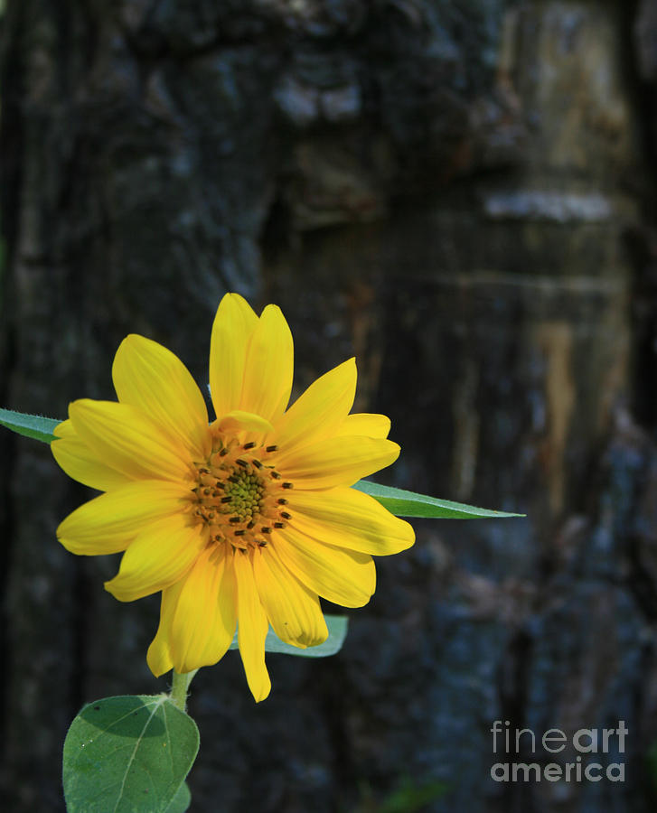 Sunflower Photograph - Sunflower Surprise by Kathy DesJardins