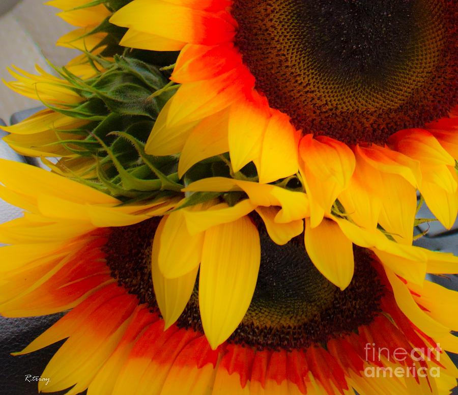 Sunflower Surprise Photograph by Rene Triay FineArt Photos