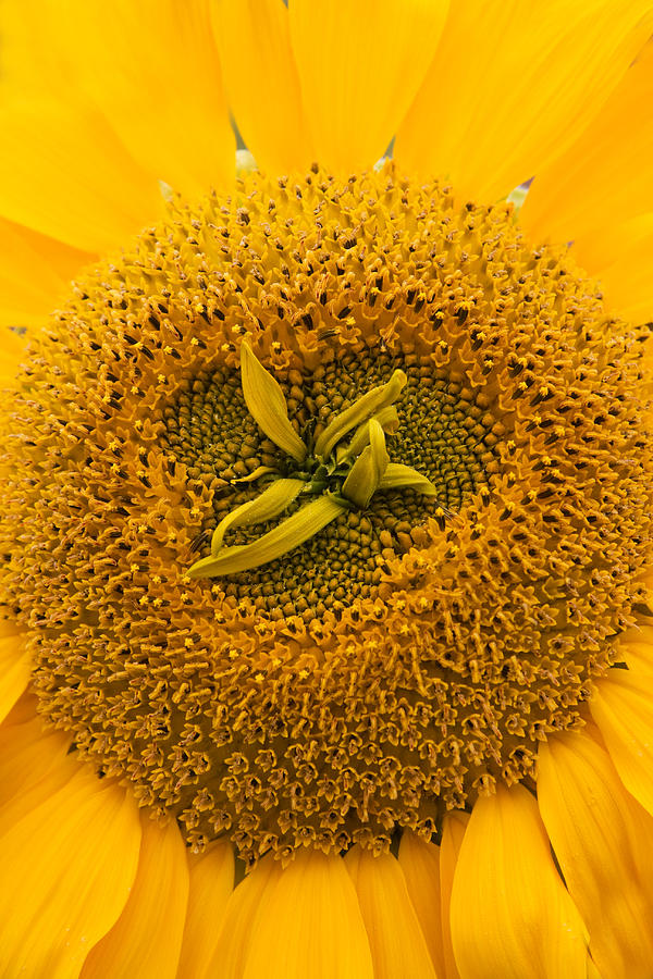 Sunflower Photograph by Sue Leonard