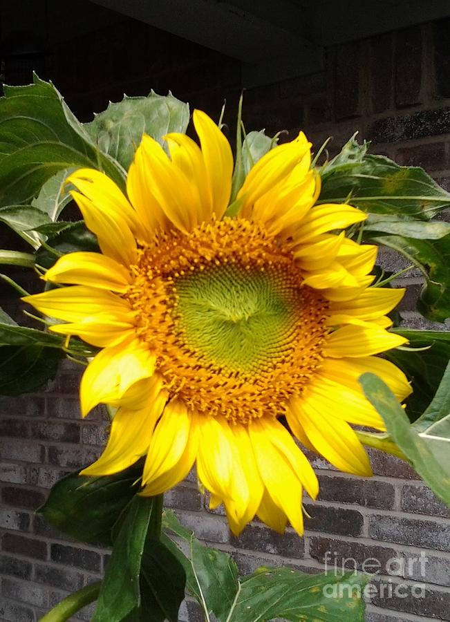 Sunflower Photograph by Susan Williams