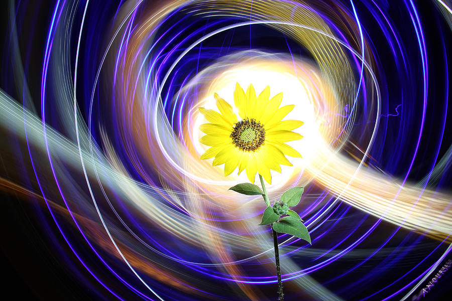 Austin Photograph - Sunflower Swirls by Andrew Nourse