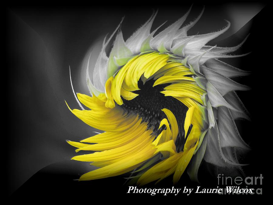 Sunflower Swish Photograph by Laurie Wilcox