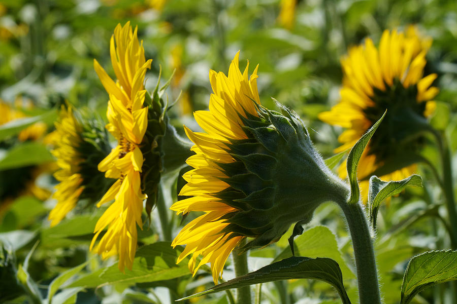 Sunflower Symphony Photograph by David Beebe
