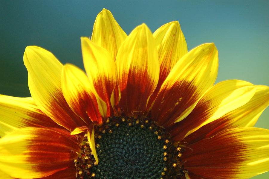 Sunflower Photograph by Tam Ryan