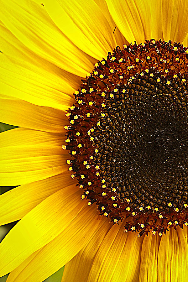Sunflower Photograph by Tammy Schneider