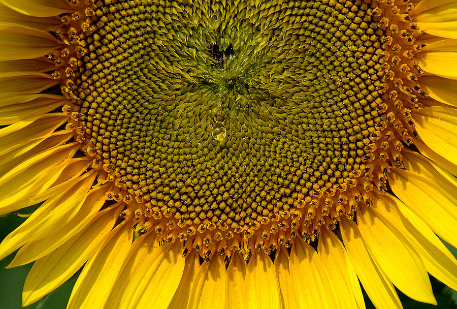 Sunflower Teardrop Photograph by Pat Exum