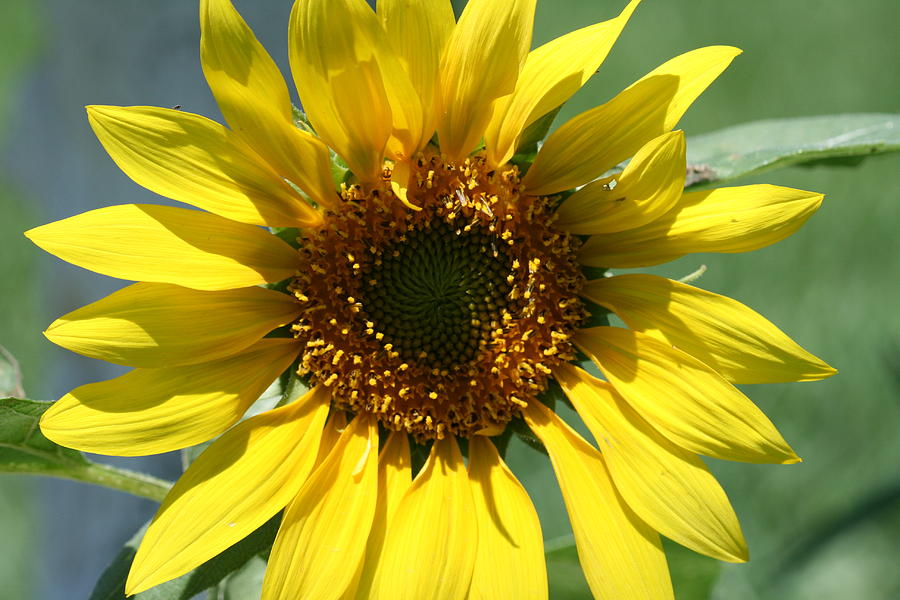 Sunflower Photograph by Terry Burgess