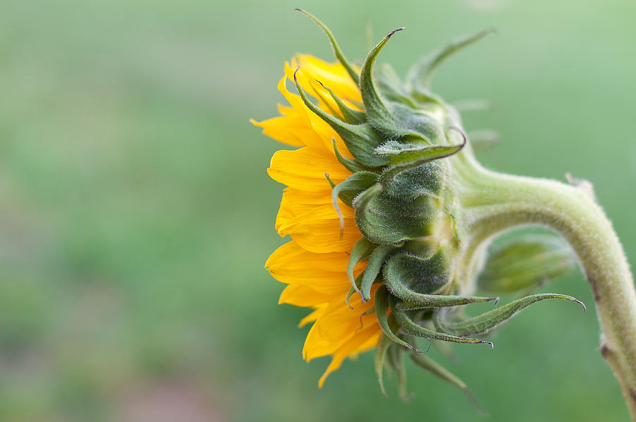 Sunflower Photograph by Terry DeLuco