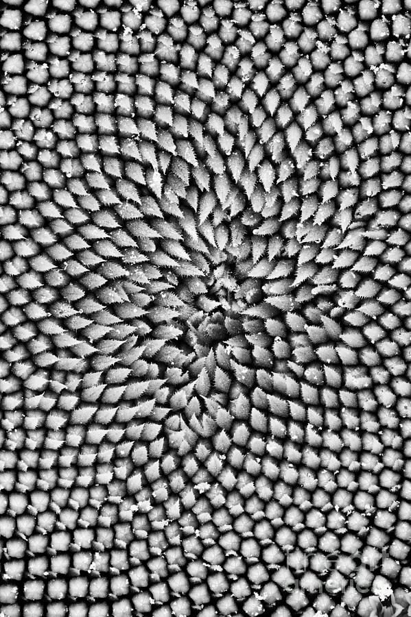 Sunflower Texture  Photograph by Tim Gainey