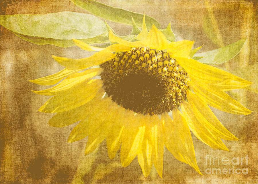 Sunflower Textured Photograph by Arlene Carmel