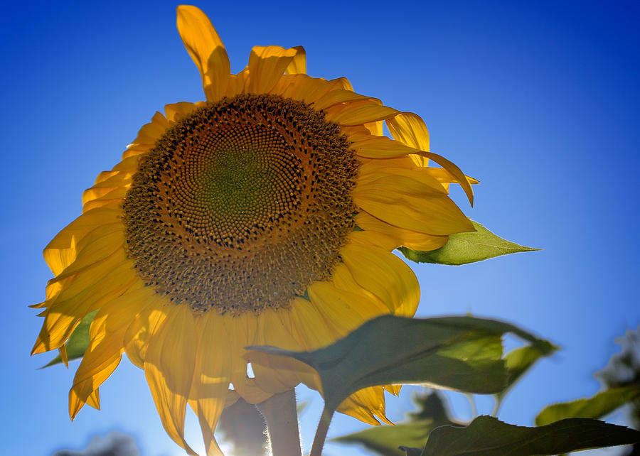 Sunflower Three Photograph by Chris Bordeleau