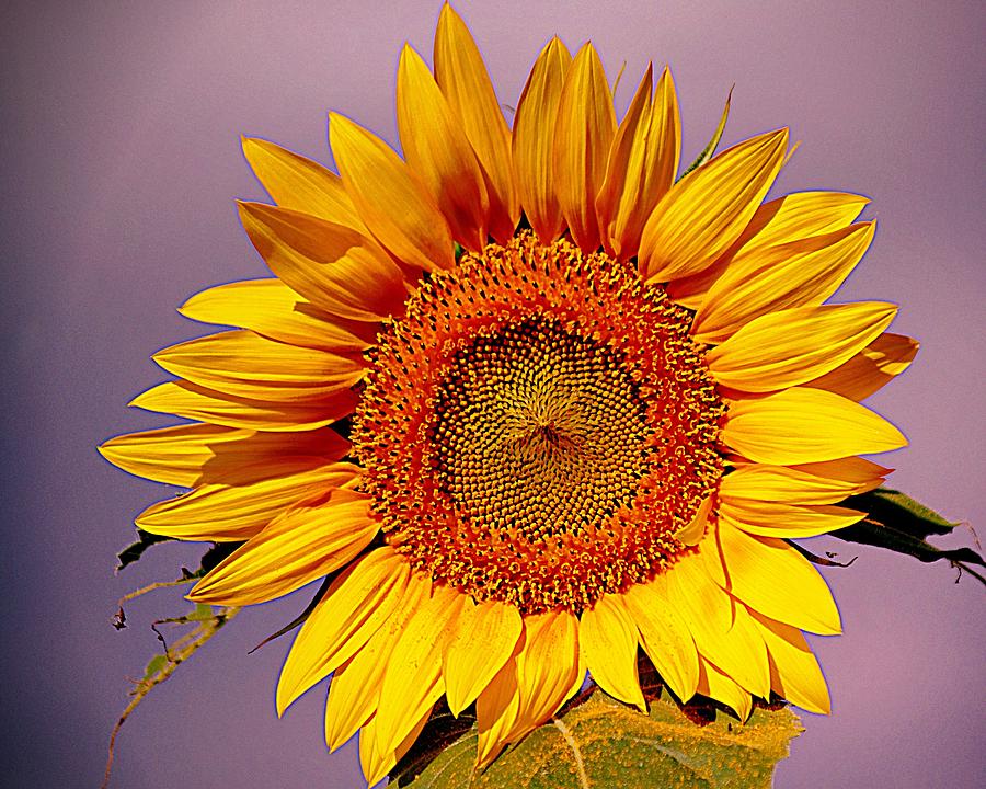 Sunflower Time Photograph by Karen McKenzie McAdoo