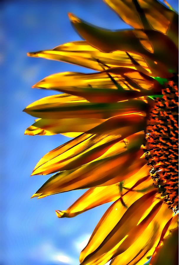 Sunflower Photograph - Sunflower by Toby Horton