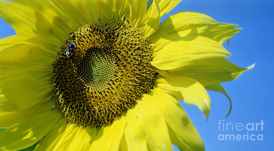 Sunflower Photograph by Tom Brickhouse
