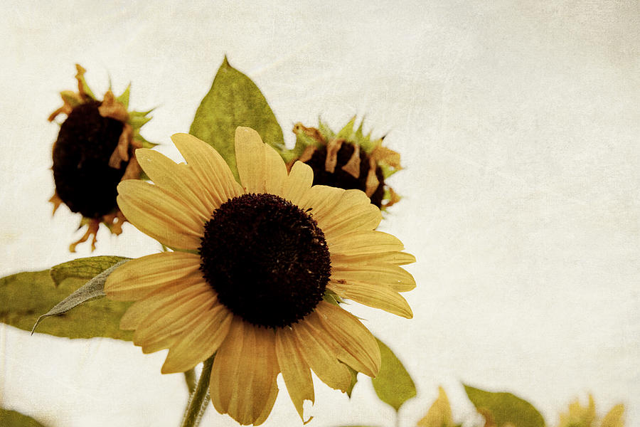 Sunflower  Photograph by Toni Hopper