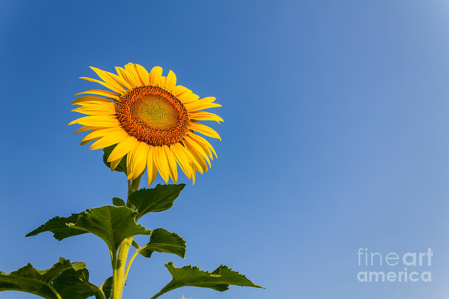 Sunflower Photograph by Tosporn Preede