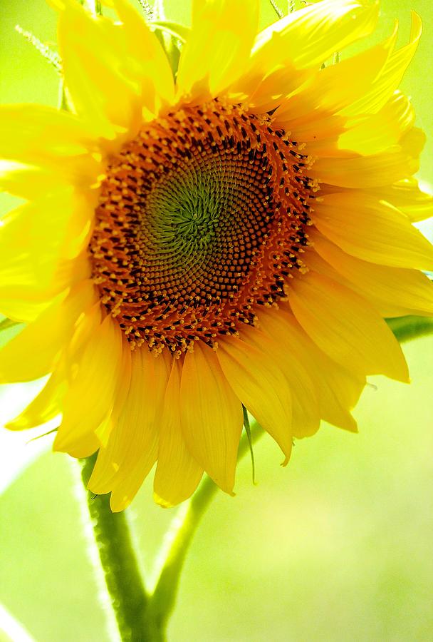 Sunflower Photograph by Tracy Male