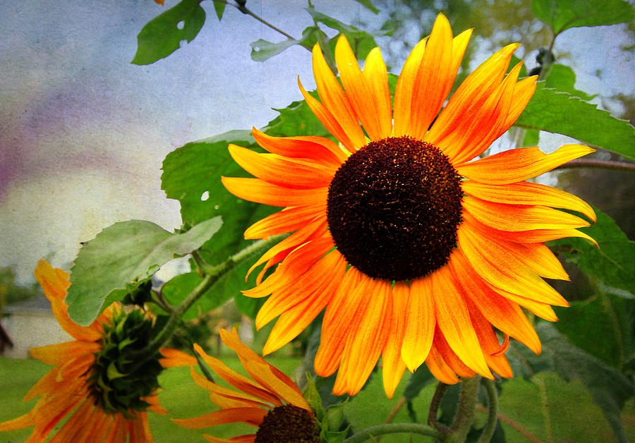 Sunflower Digital Art by Trina  Ansel