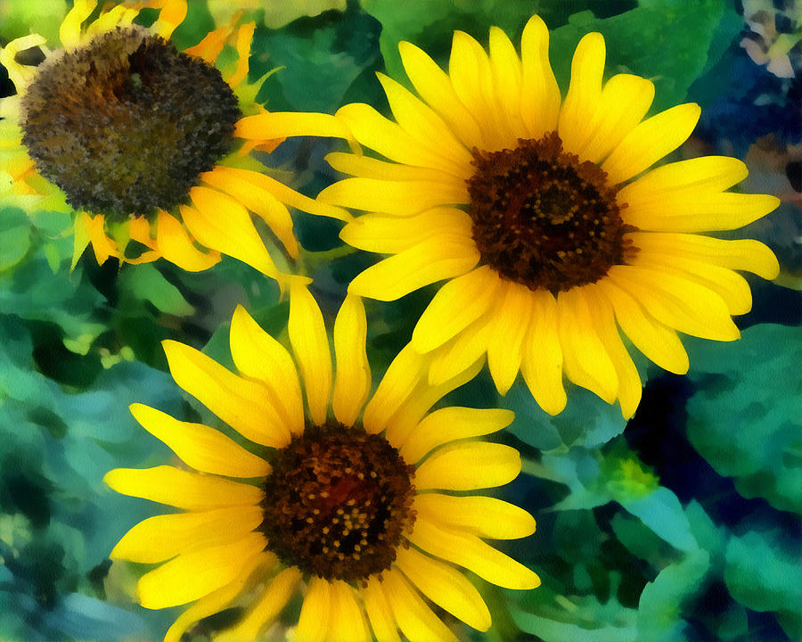 Sunflower Trio  Photograph by Ann Powell