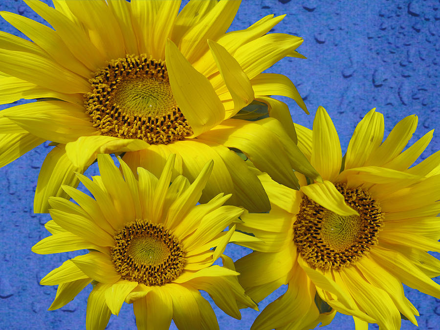 Sunflower Trio Photograph by Barbara McDevitt