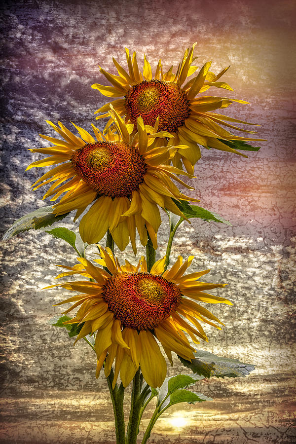 Sunflower Trio Photograph by Debra and Dave Vanderlaan