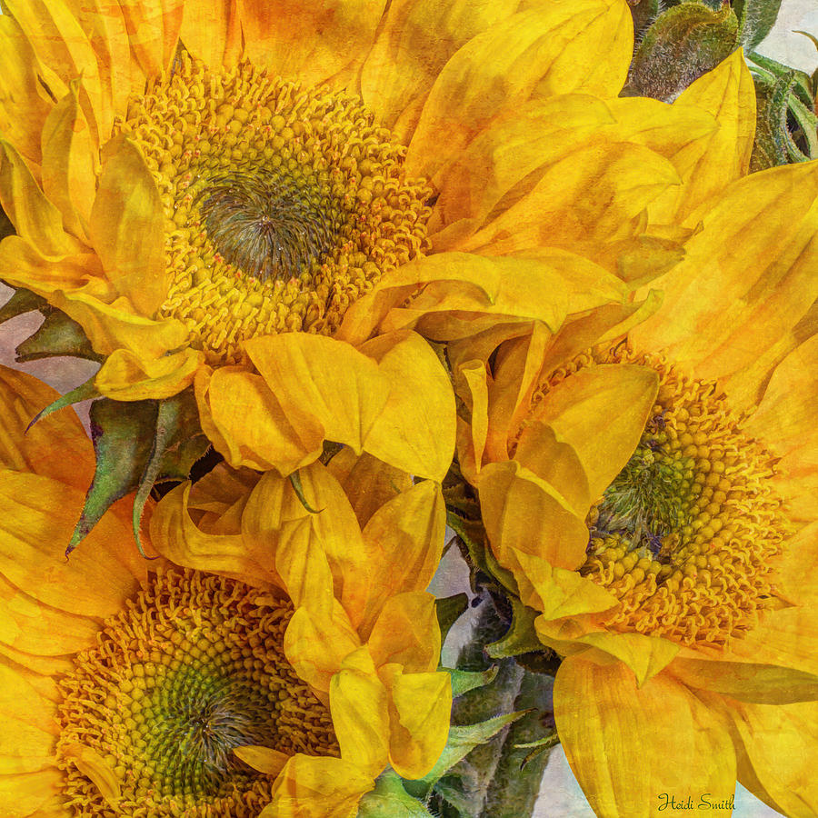 Sunflower Trio Photograph by Heidi Smith