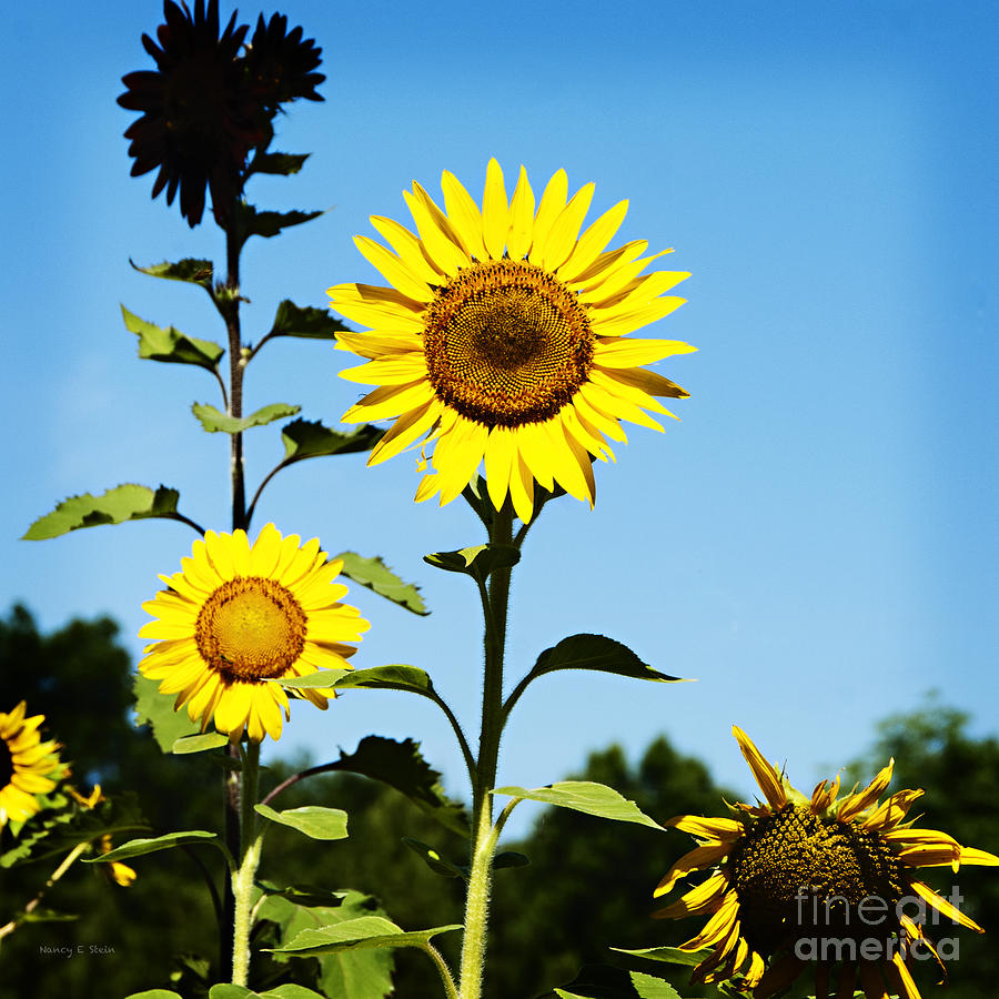 Sunflower Trio Photograph